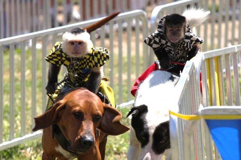 Dogs dressed as jockeys race downhill on an outdoor track