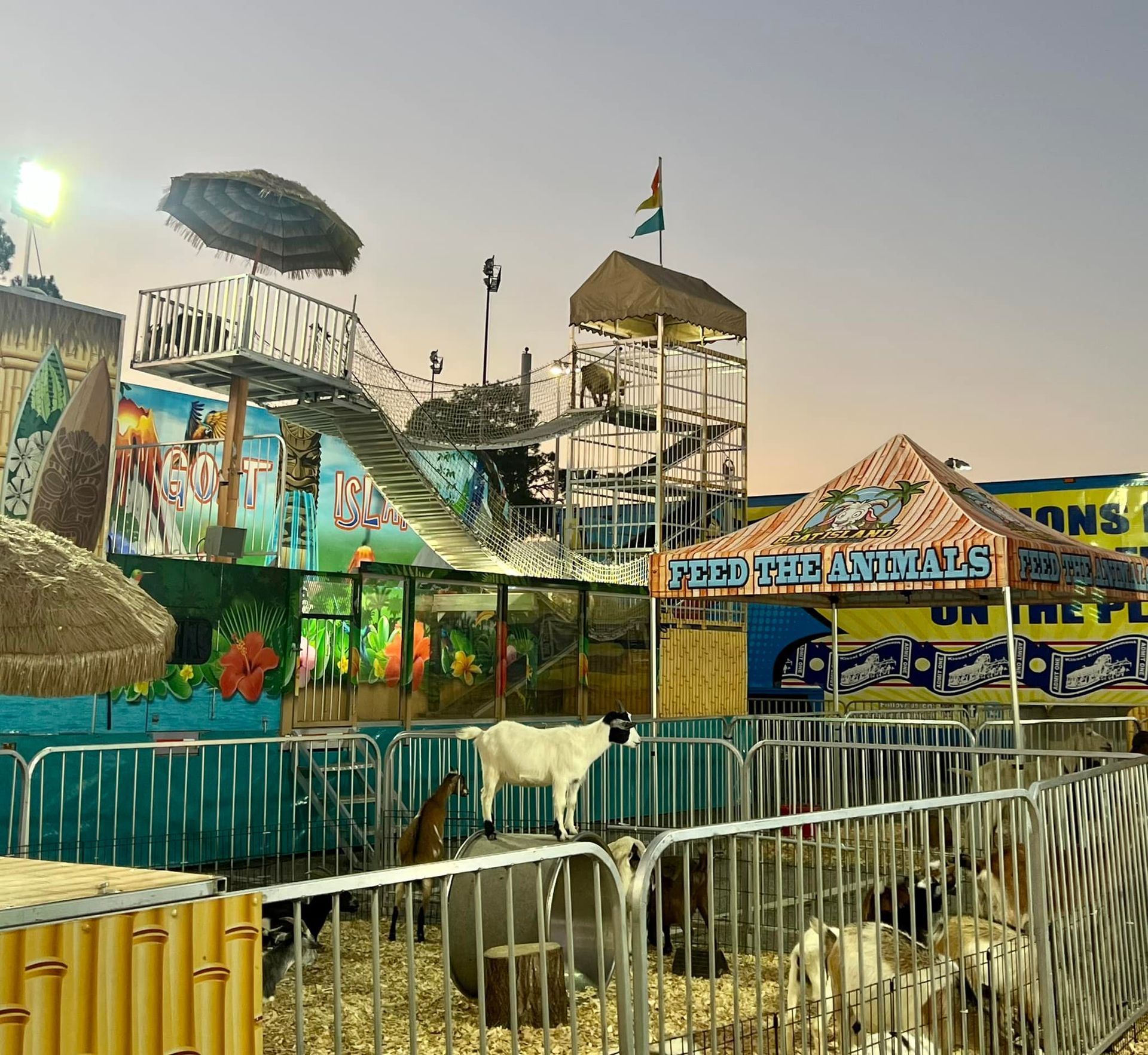 Colorful fairground with a ride, tents, and metal barriers at dusk; a white goat stands in the foreground