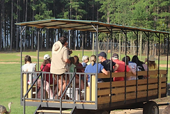 Open-air wagon ride with seated passengers in a forest clearing, led by a guide.