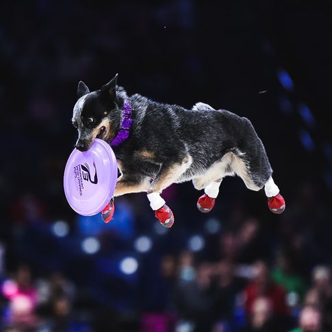 Black-and-white dog leaping with a purple disc in its mouth, wearing red socks on a stage.
