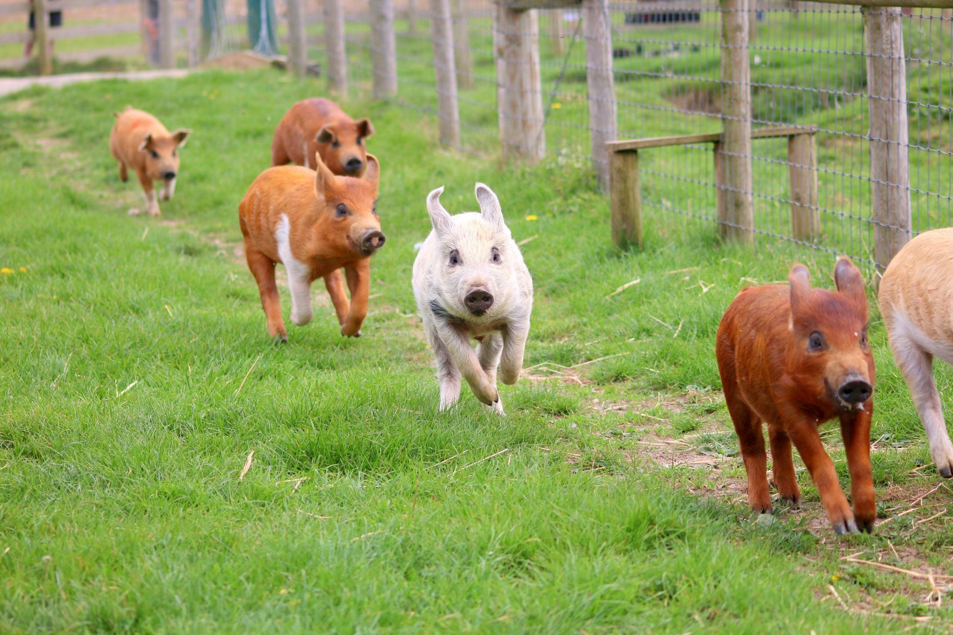 A group of dogs running across a grassy field near wooden fence posts.