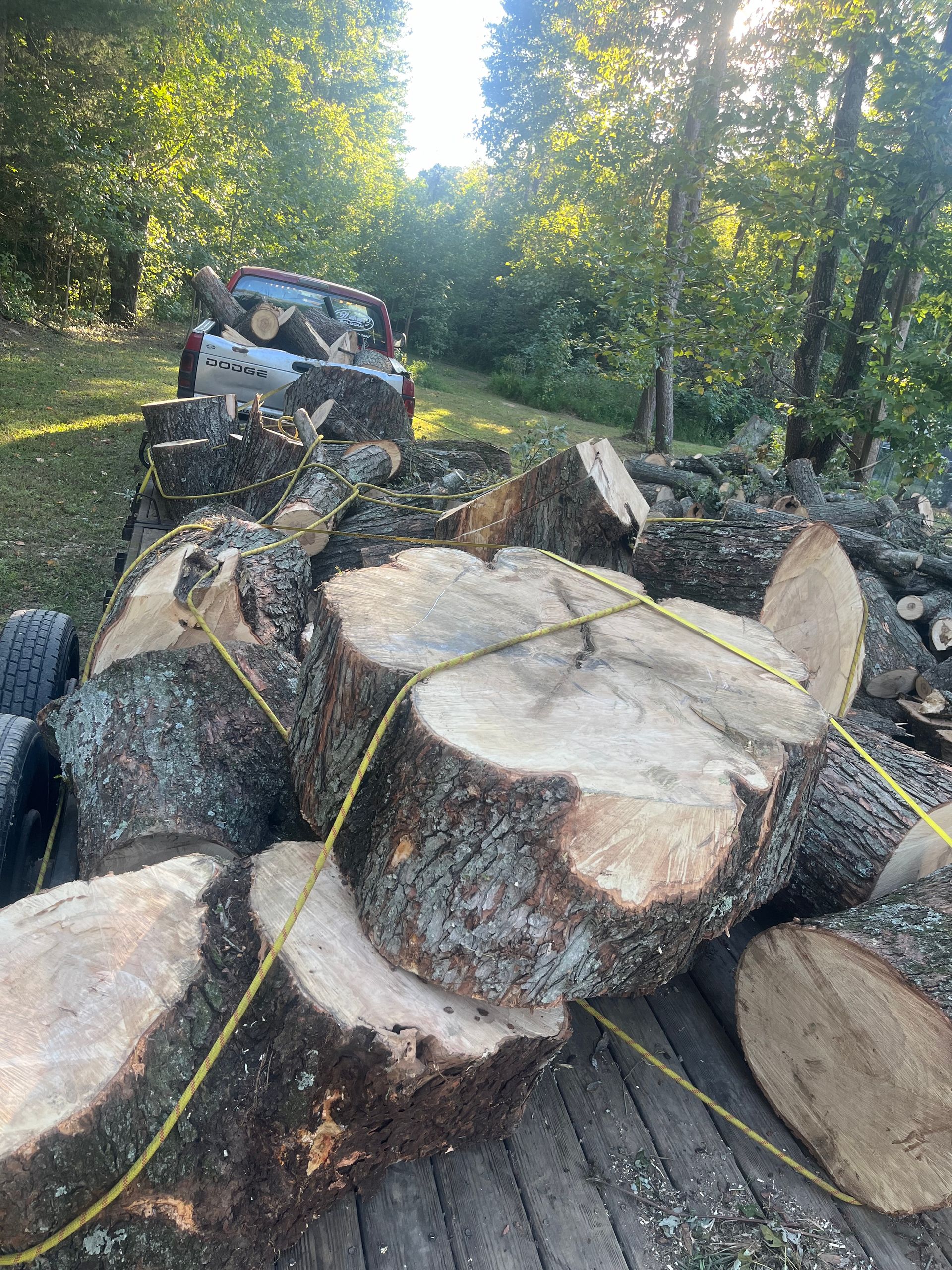 Tree Removal | Homestead Tree Service
