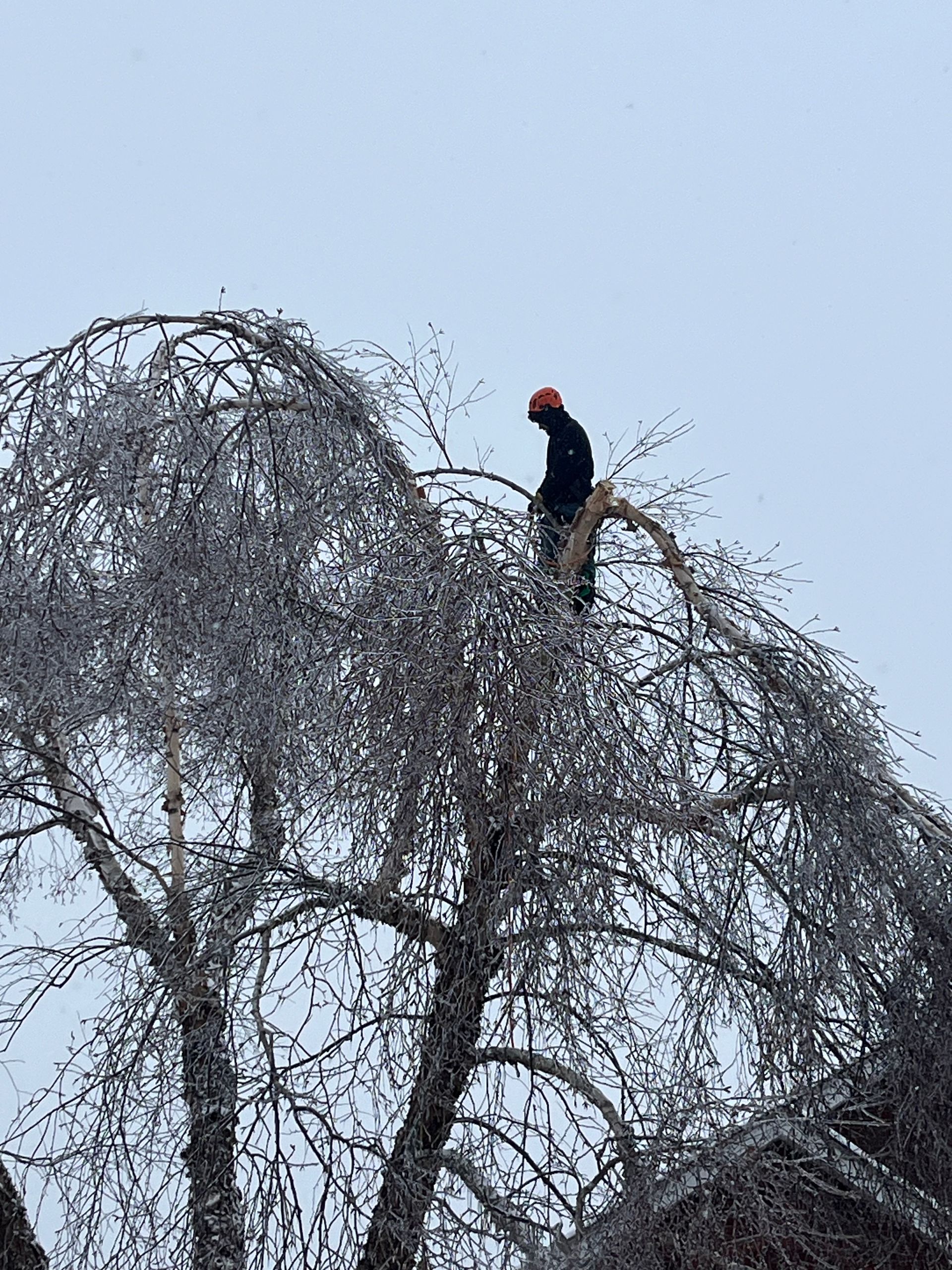 Gallery | Homestead Tree Service