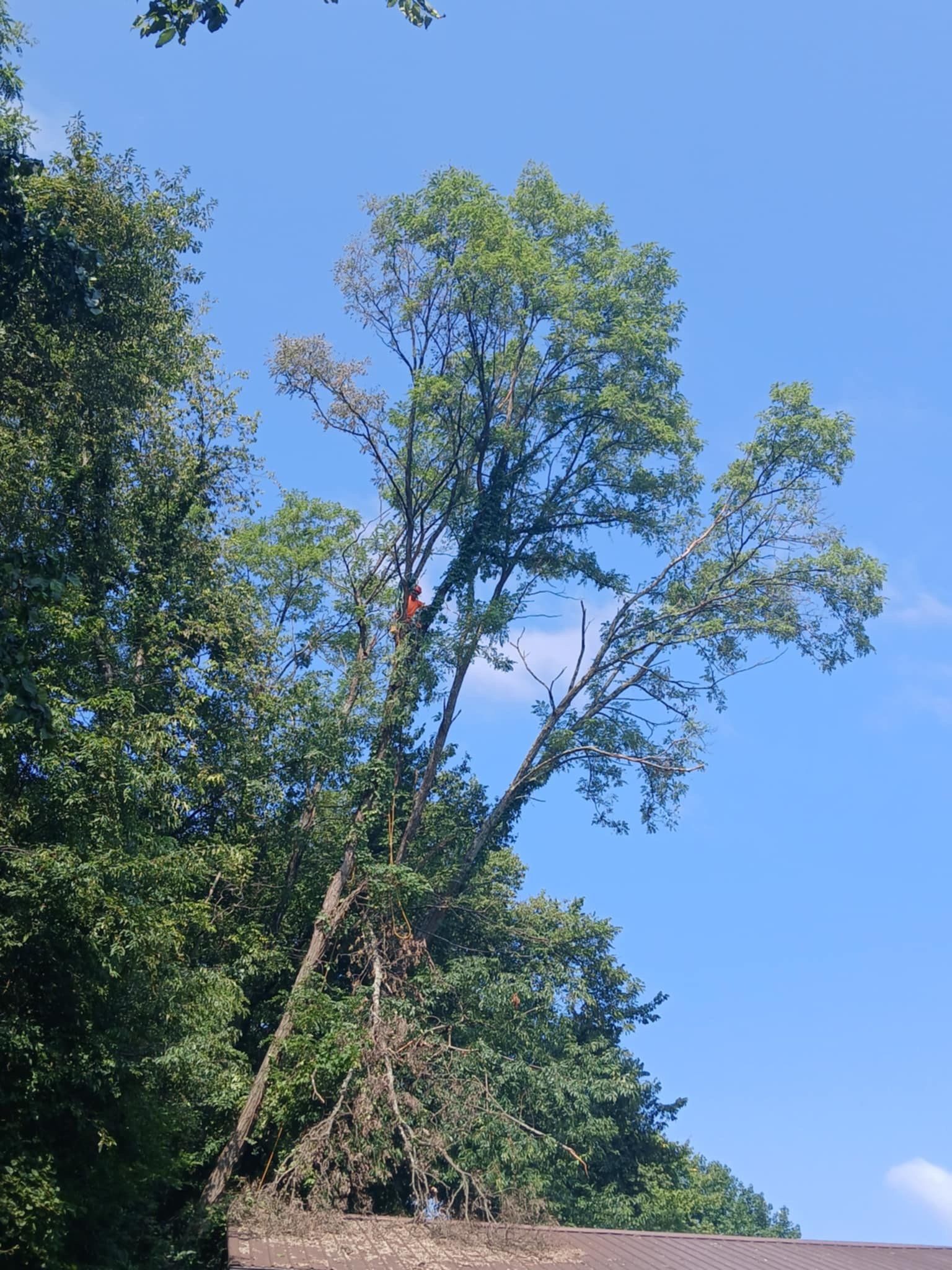 Homestead Tree Service Gallery | Homestead Tree Service