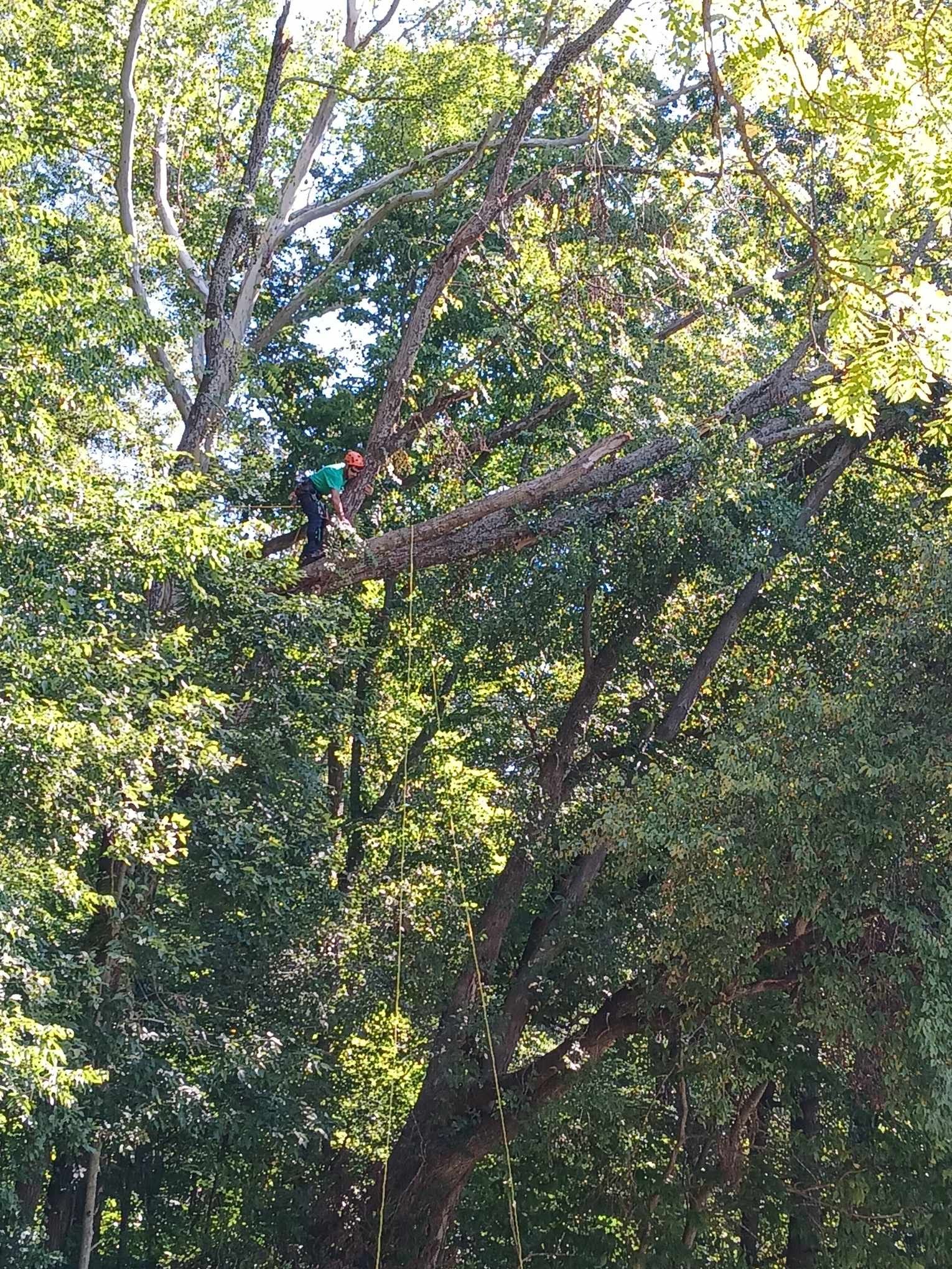 Homestead Tree Service Gallery | Homestead Tree Service