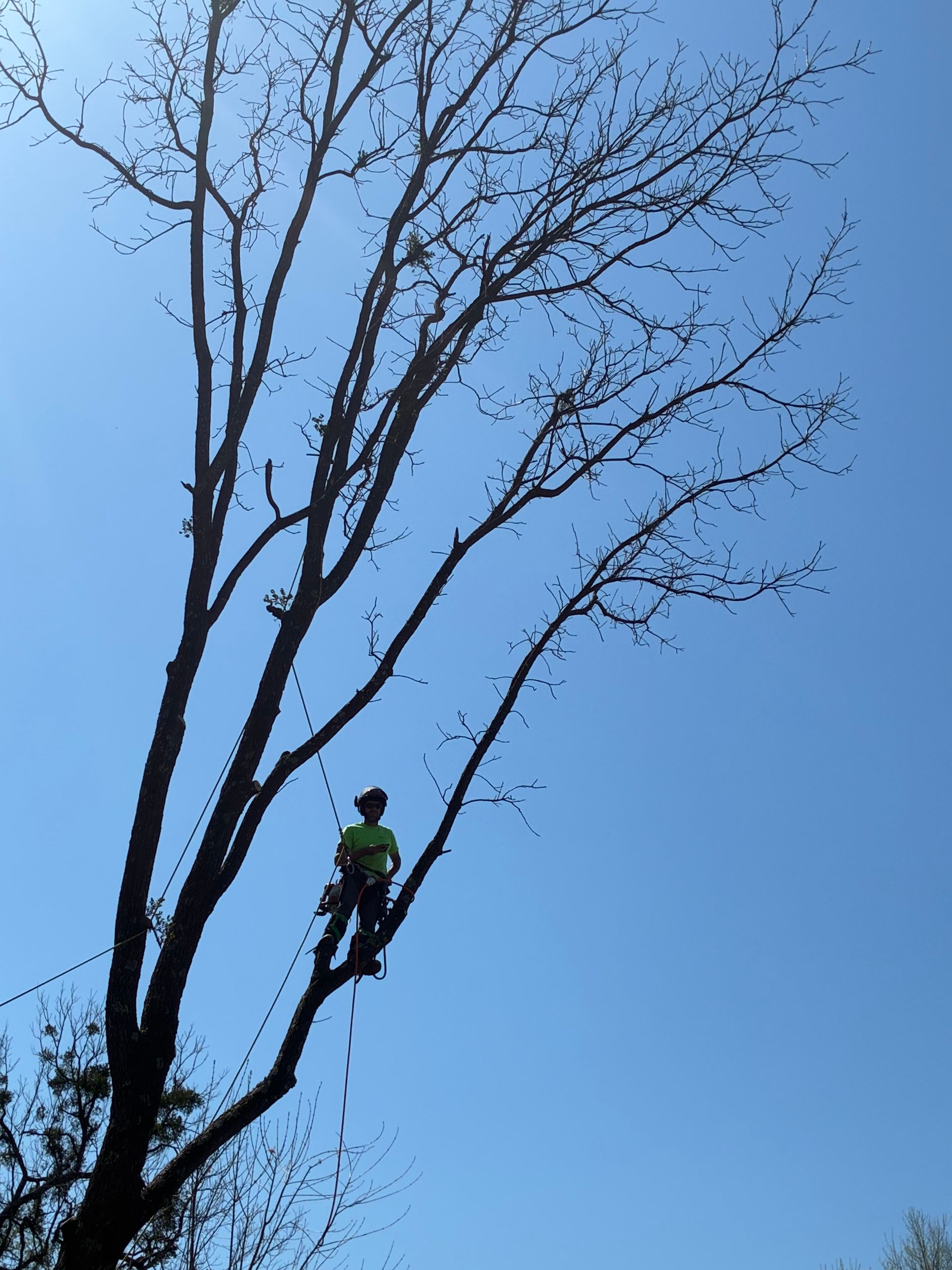 Tree Removal | Homestead Tree Service