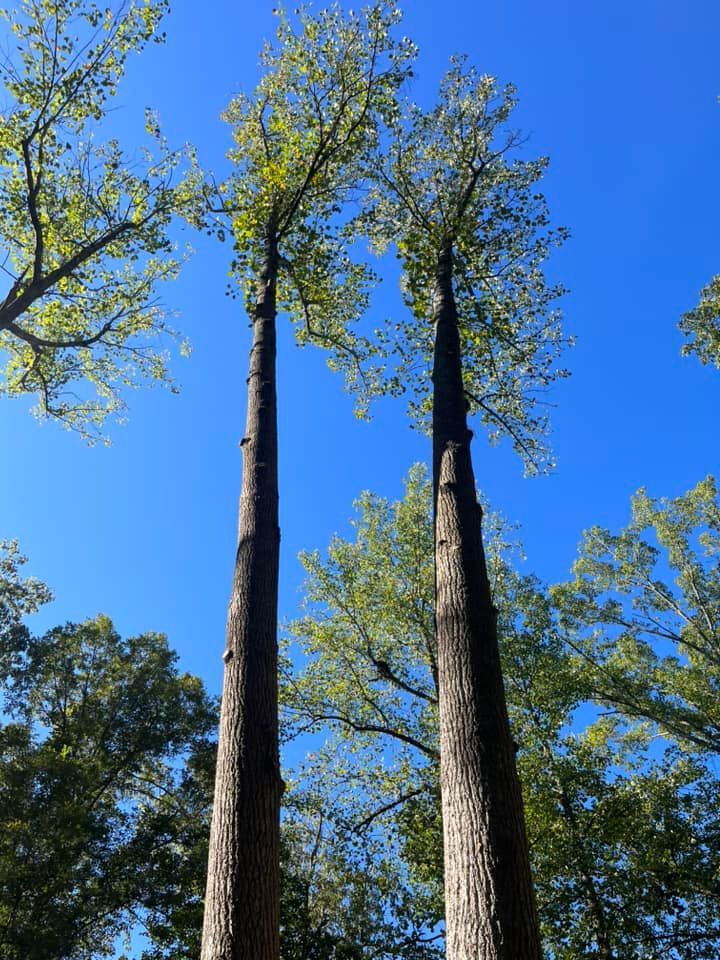 looking up at two tall trees with a blue sky in the background