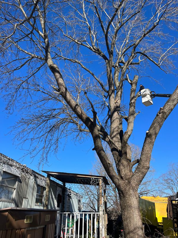 A tree is being cut down in front of a house on a sunny day.