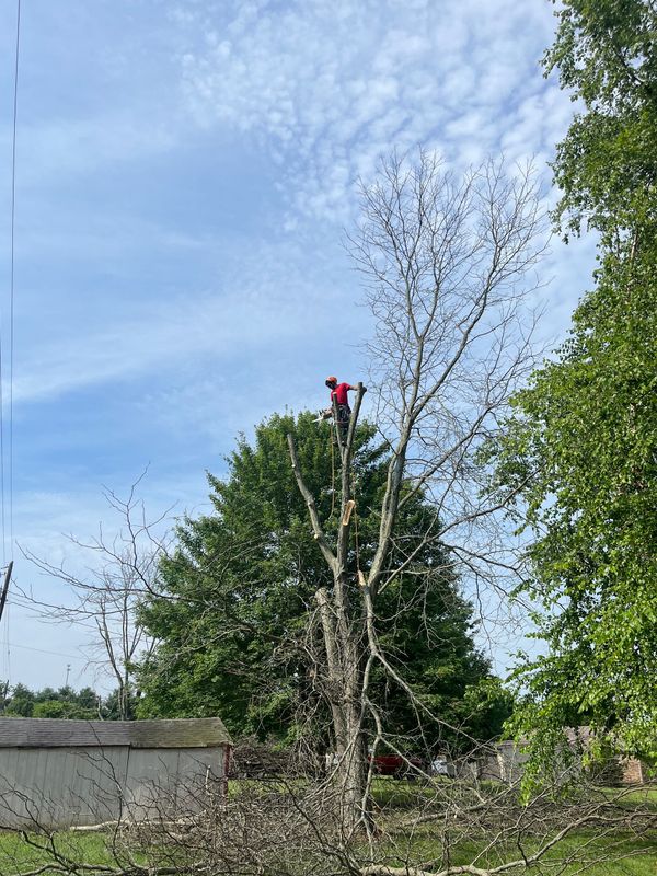 A man is climbing a tree with a chainsaw.