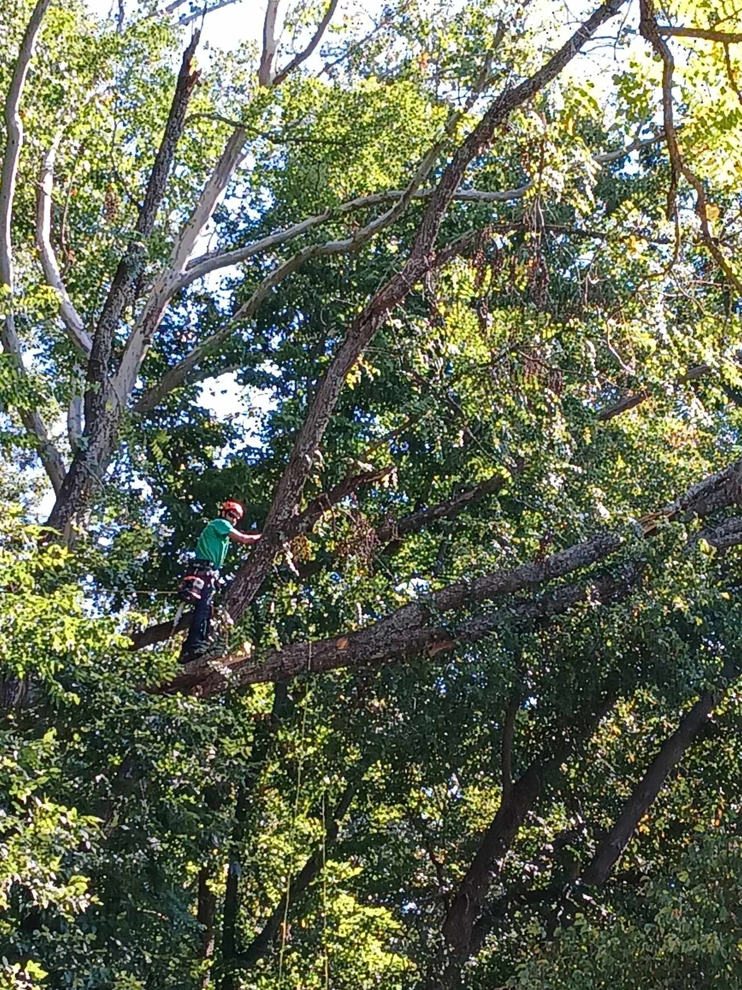 A man is climbing a tree in the woods.