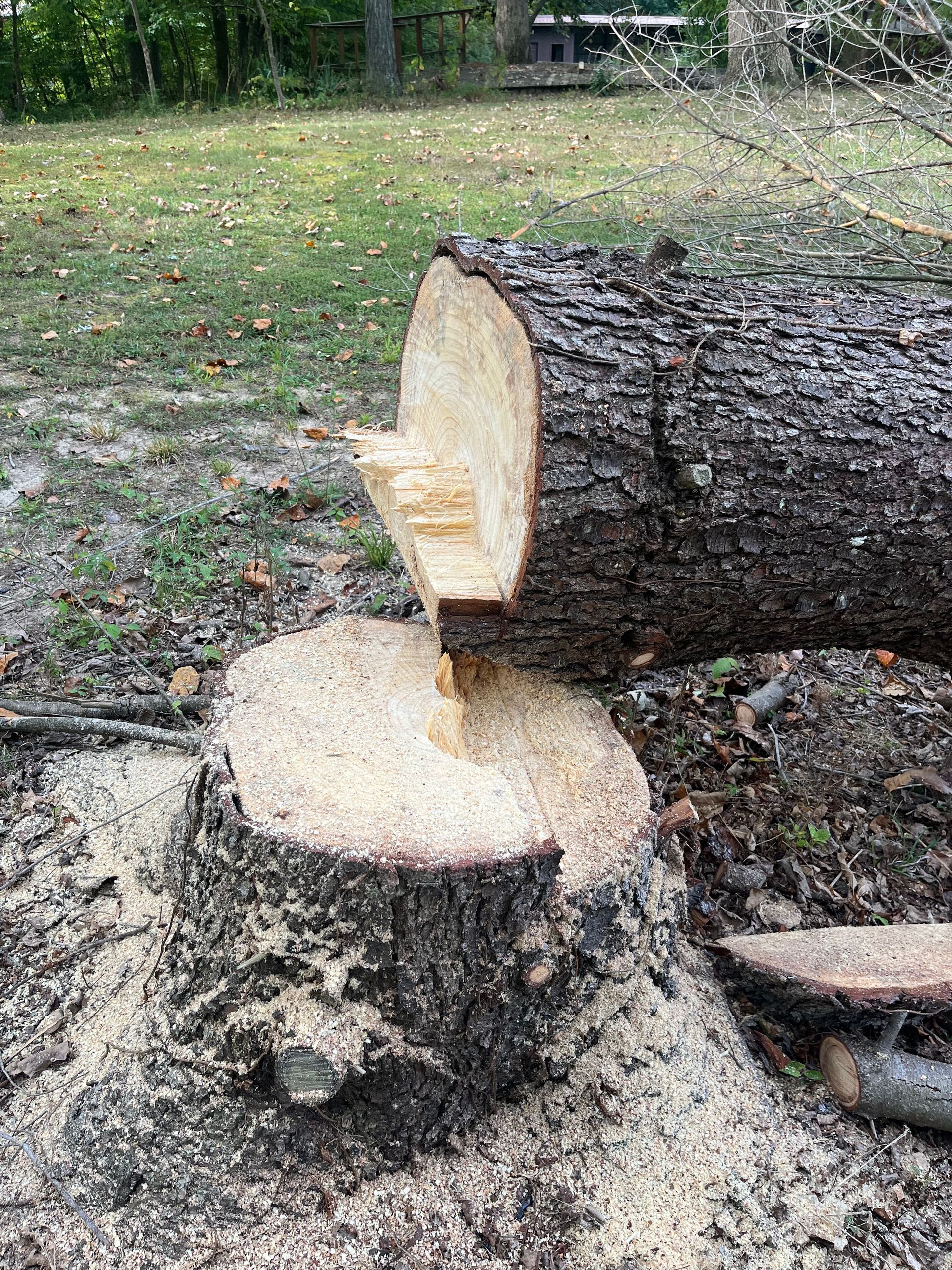 A tree stump is sitting on the ground next to a large log.
