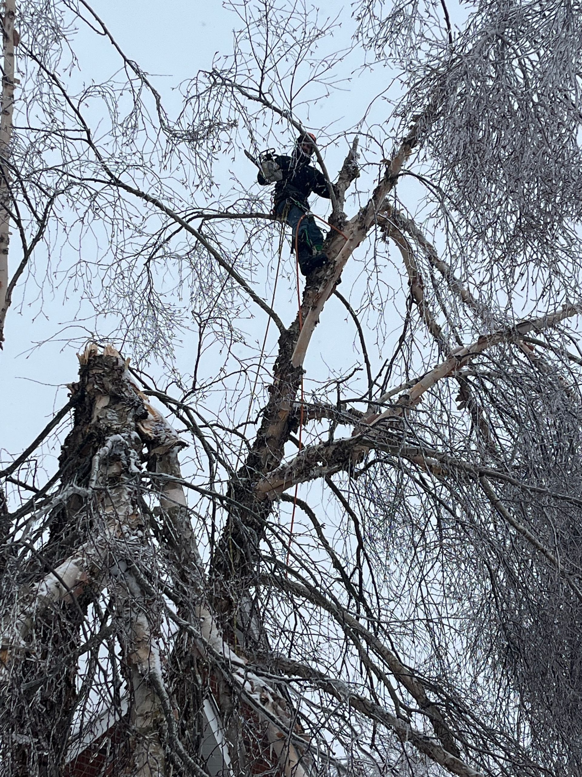 a person is cutting a tree with a chainsaw .