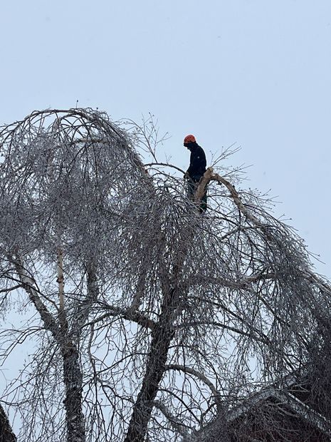 A man is sitting on top of a snow covered tree.
