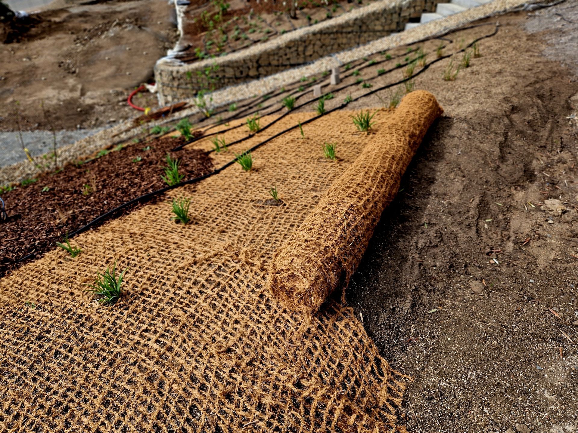 Roll of brown erosion control mat being unrolled over planted slope.