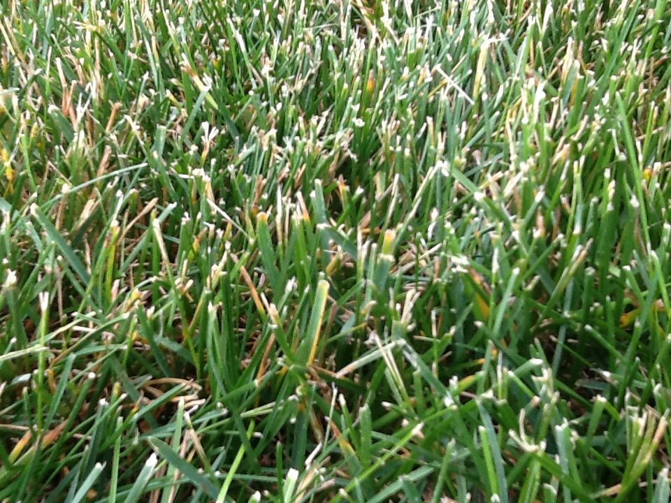 torn-grass