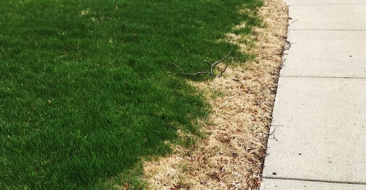 A lawn with a patch of brown grass next to a sidewalk.