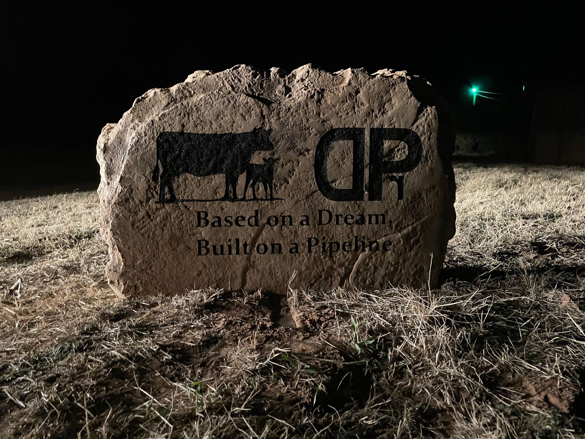 cows on a rock