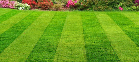 a close up of a lush green field of grass