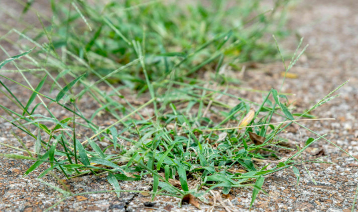 a small patch of grass is growing out of the ground .