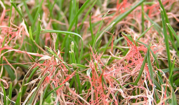 A close up of a lawn with red and white grass.