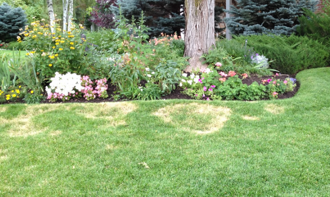 A lush green lawn with flowers and trees in the background.