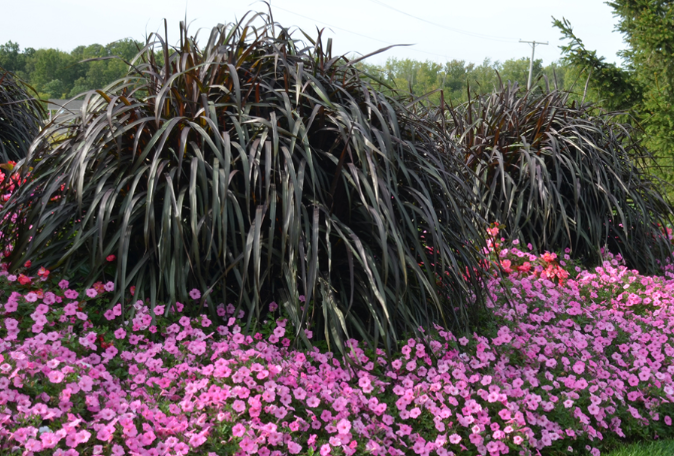 A bunch of purple flowers are growing in a garden.