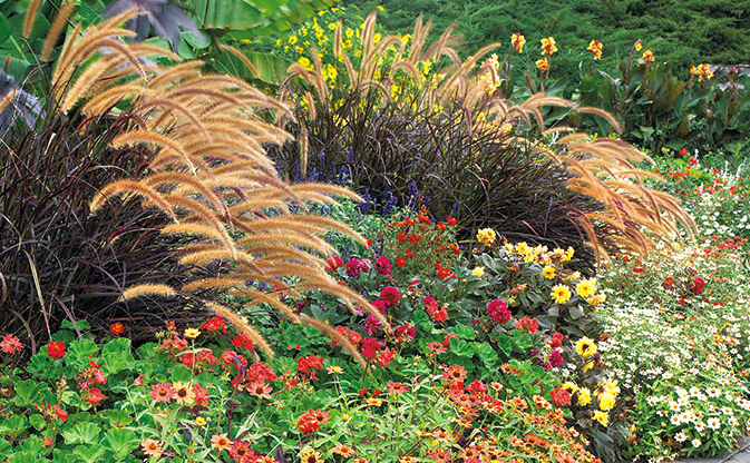 A garden filled with lots of flowers and grass.