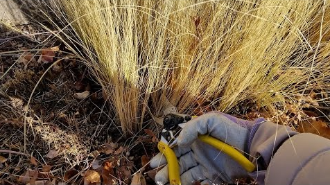 A person is cutting a plant with a pair of scissors.