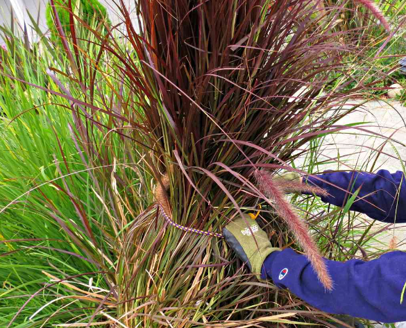 A person is cutting a plant with a chainsaw