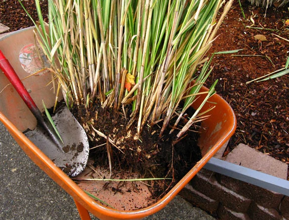 A wheelbarrow with a shovel and a plant in it