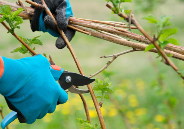 A person is cutting a branch with a pair of scissors.