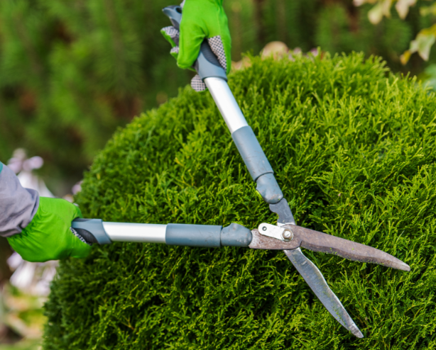 A person is cutting a bush with a pair of scissors.