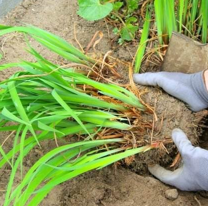 A person is holding a bunch of green grass in their hands.