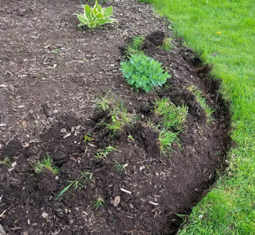 A lawn with a lot of dirt and grass on it.
