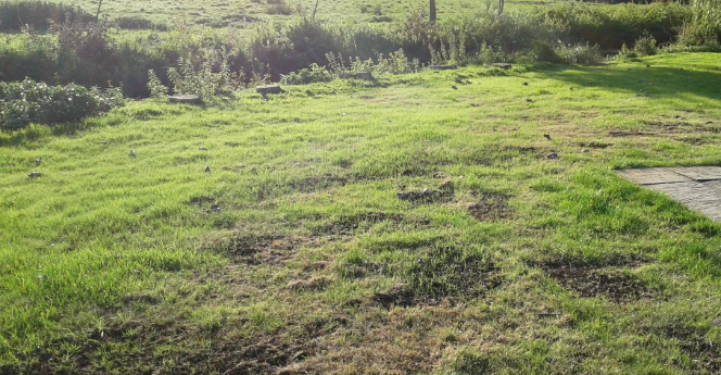There is a lot of grass in the middle of the field.
