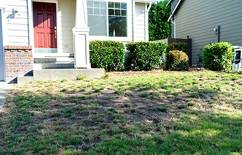 Natural  Fertilizer  Alternatives  for Thicker  Grass thumbnail