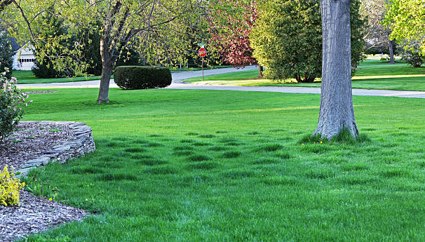 Healthy Lawn Full Website (Copy, 234 selected)