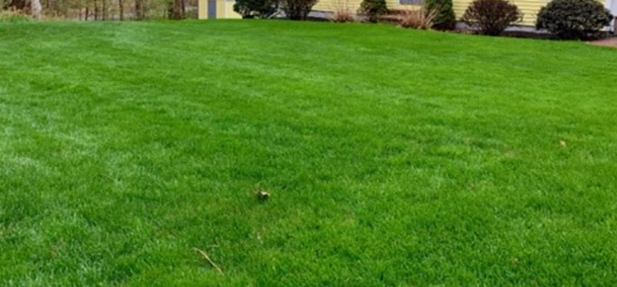 A lush green lawn with a yellow house in the background.