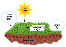 A diagram showing how green plants make carbon dioxide and oxygen