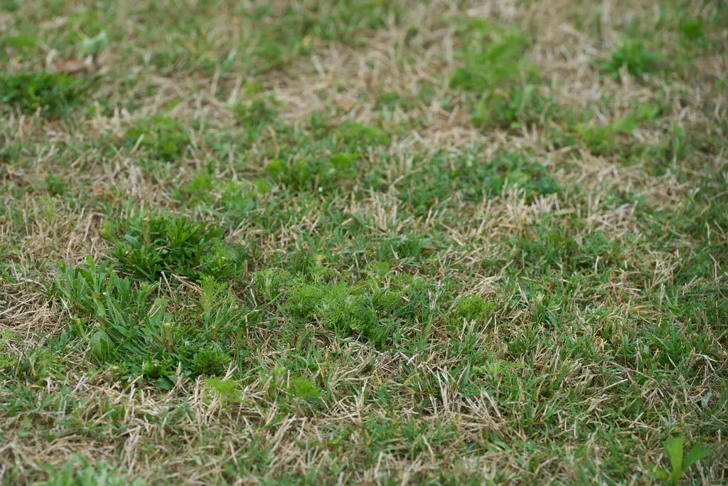 Patchy green and brown grass covering the ground
