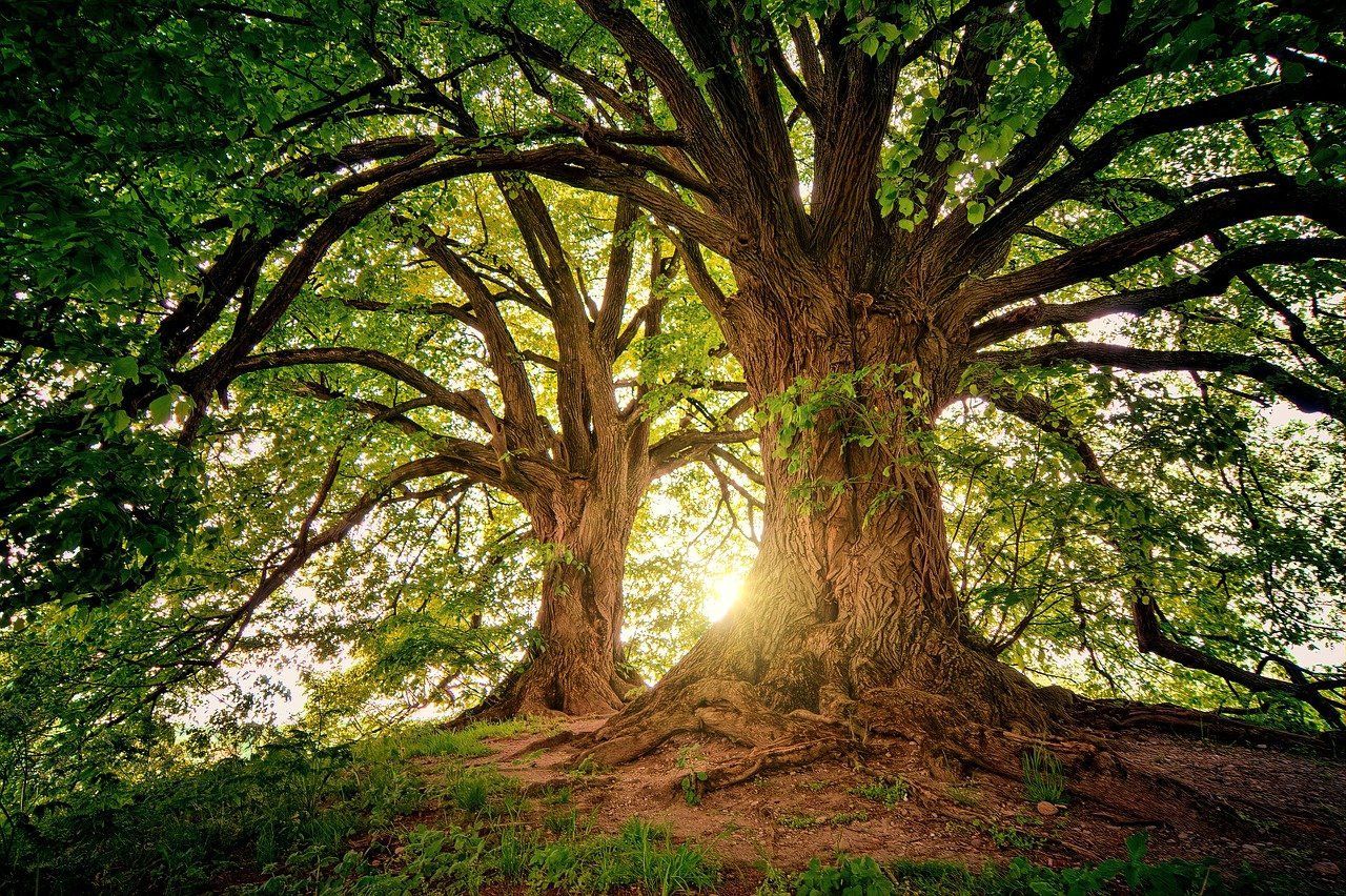 the sun is shining through the branches of a tree