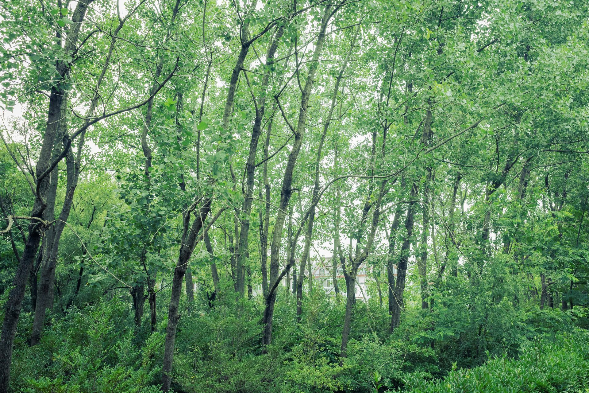 Dense green forest with tall trees and lush undergrowth in daylight