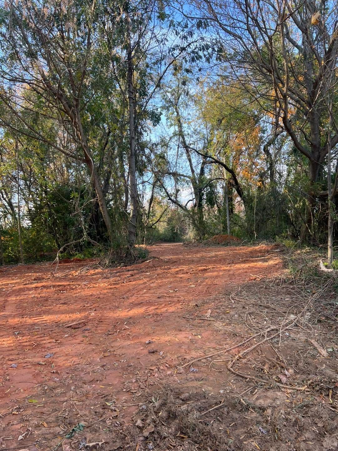 Dirt path through a wooded area with bare trees and patches of sunlight