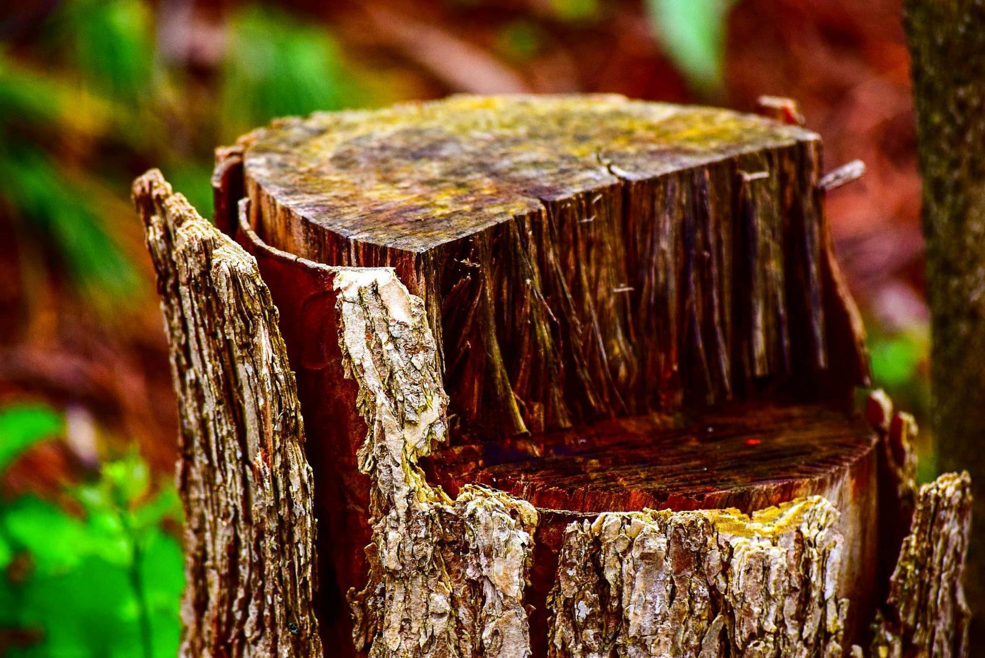 Close-up of a tree stump with rough, peeling bark and a smooth, cut top; in a blurry, green forest setting.
