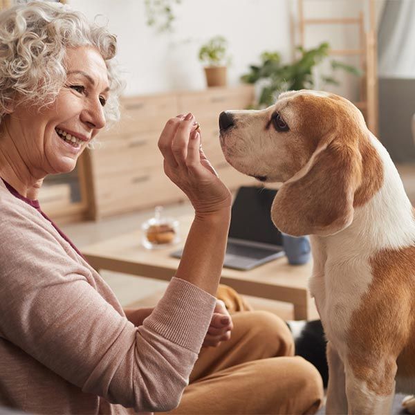 Woman smiles and offers a treat to a beagle in a cozy living room
