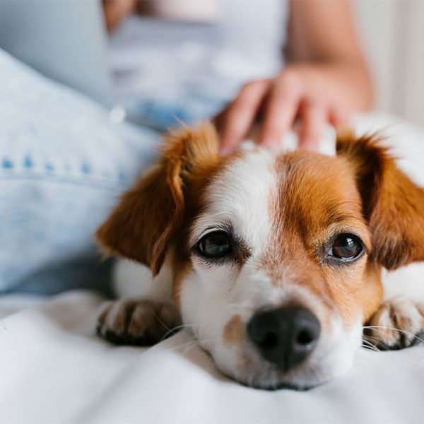Small brown-and-white puppy lying on a bed while a hand gently pets its head