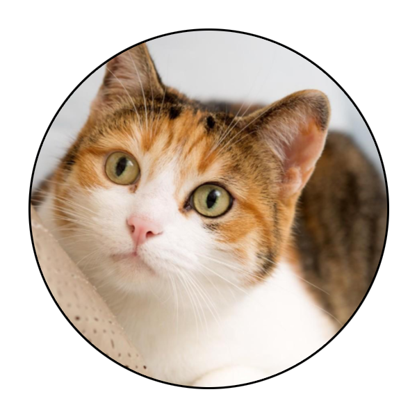 Mobile Pet Grooming Vinings