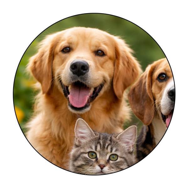 Mobile Pet Grooming Sandy Springs