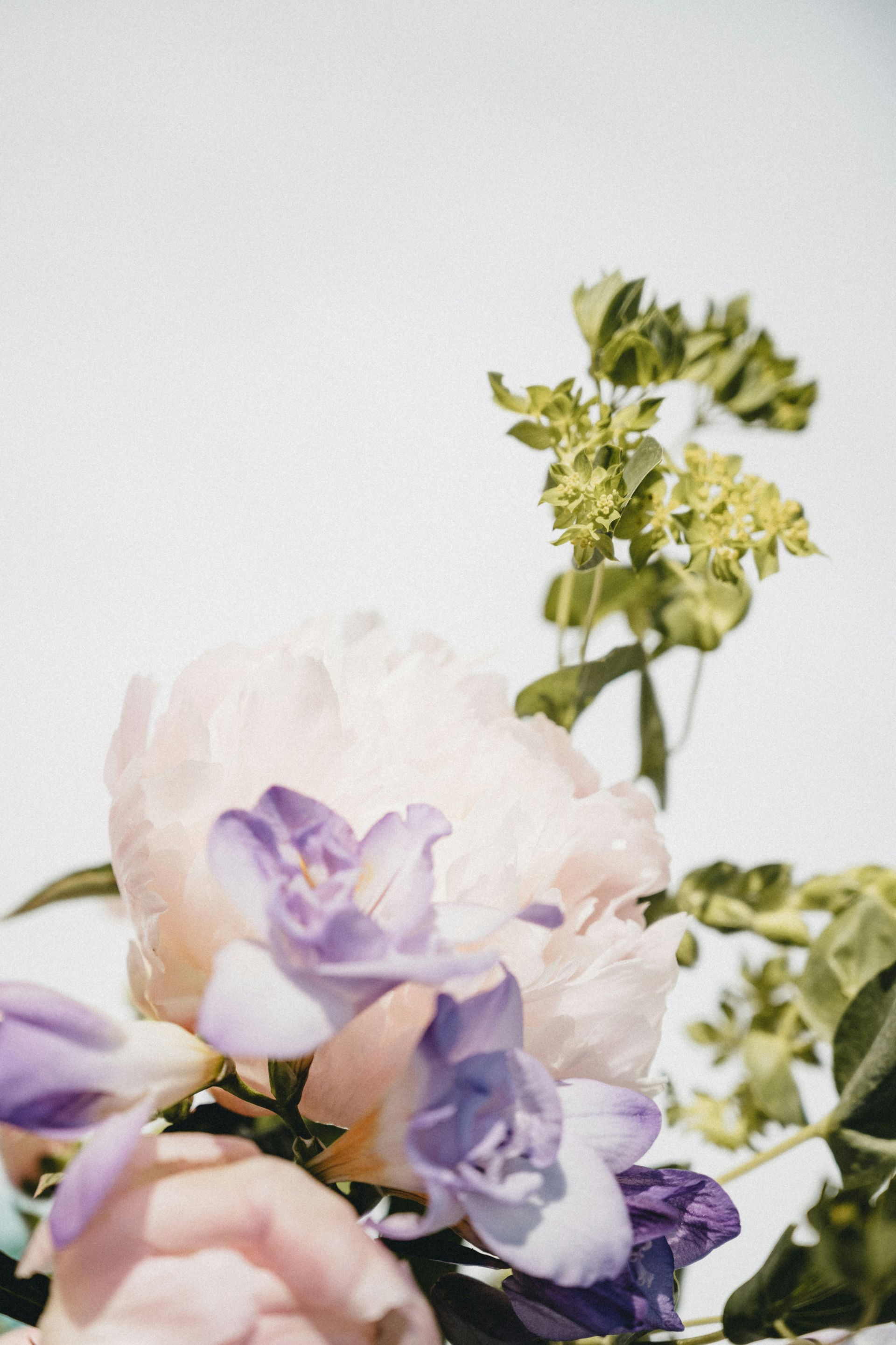Pastel purple and pink flowers with green foliage against a white wall
