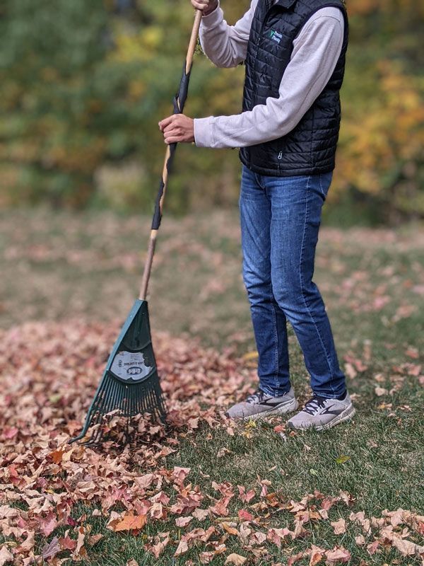A person wearing a dark vest and jeans stands on a grass lawn, using a rake to gather fallen autumn leaves.